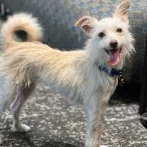 Thumbnail photo of Brie #1