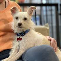 Thumbnail photo of Brie #2