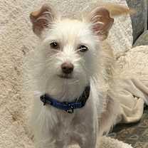 Thumbnail photo of Brie #3