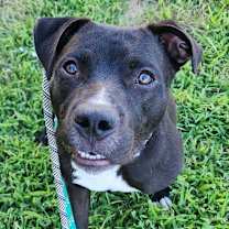 Thumbnail photo of Macarena Marlin #3