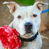 Thumbnail photo of Eudora #1