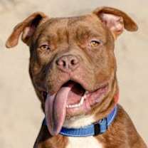 Thumbnail photo of Brown Sugar #1