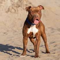 Thumbnail photo of Brown Sugar #2