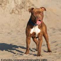 Thumbnail photo of Brown Sugar #3