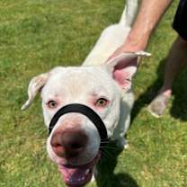 Thumbnail photo of Moose #2