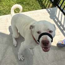 Thumbnail photo of Moose #3