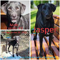 Thumbnail photo of Jasper #4