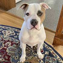 Thumbnail photo of Buster #1