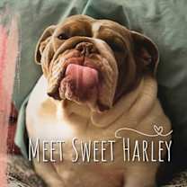 Thumbnail photo of Harley #1