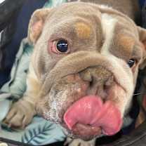 Thumbnail photo of Harley #2