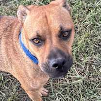 Thumbnail photo of Baxter in CT #1