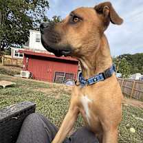 Thumbnail photo of Baxter in CT #2