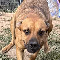 Thumbnail photo of Baxter in CT #3