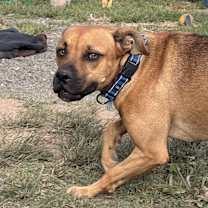 Thumbnail photo of Baxter in CT #4