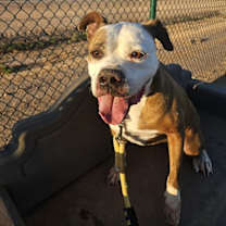 adopt-pet