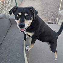 adopt-pet