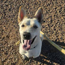 adopt-pet
