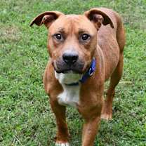 Thumbnail photo of Buster #1