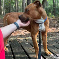 Thumbnail photo of Buster #2