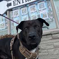 Thumbnail photo of Brock #3