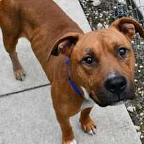 Thumbnail photo of Buster #3