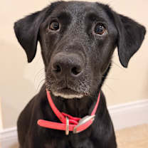 Thumbnail photo of Bandit #1