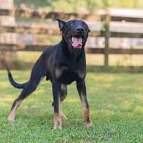 Thumbnail photo of Rey (Formerly Rory) #4