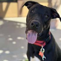 Thumbnail photo of Boomer #1