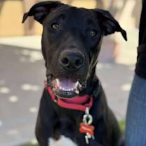 Thumbnail photo of Boomer #2