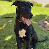 Thumbnail photo of Boomer #3