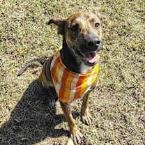 Thumbnail photo of Rocky #2