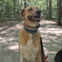 Thumbnail photo of Moose #2