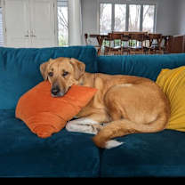 Thumbnail photo of Moose #3