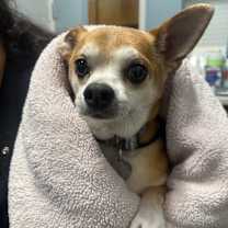 adopt-pet