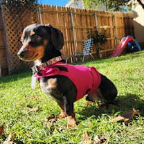 Thumbnail photo of Nugget2 #4