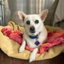 adopt-pet