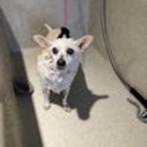 Thumbnail photo of Bebe #3