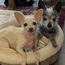 adopt-pet