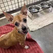 adopt-pet