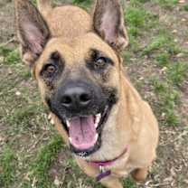 Thumbnail photo of Dove #3