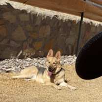 Thumbnail photo of Bandit #4