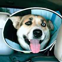 adopt-pet