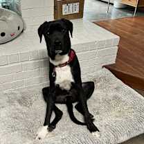 Thumbnail photo of Ripley #3