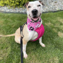 Thumbnail photo of Skye #1