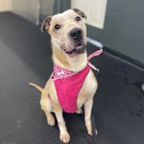 Thumbnail photo of Skye #3