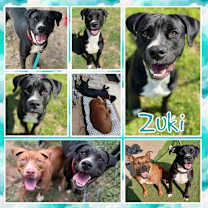 Thumbnail photo of Zuki #1