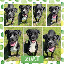 Thumbnail photo of Zuki #4