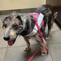 Thumbnail photo of Dakota #3