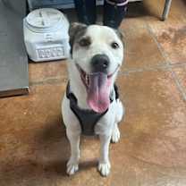 Thumbnail photo of Amiri #4