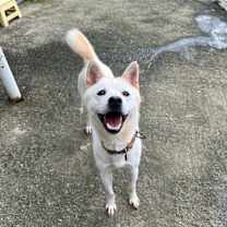 adopt-pet